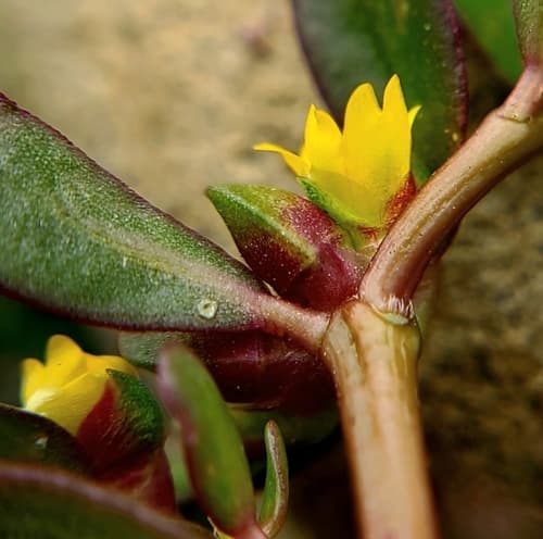 Common Purslane (Portulaca oleracea)