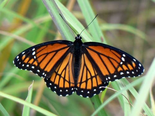 Viceroy (Limenitis archippus)