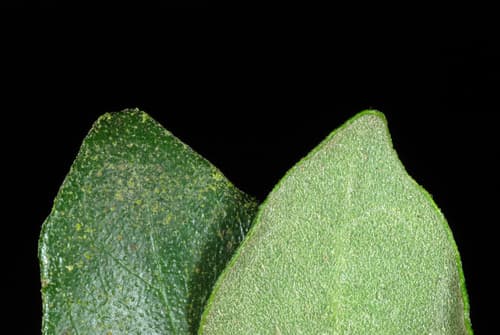 Sierra Madre Torchwood (Amyris madrensis)