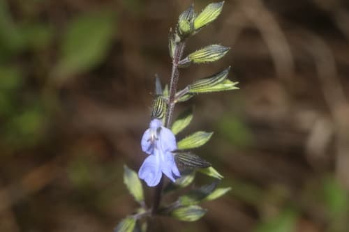 Littlewoman (Salvia serotina)