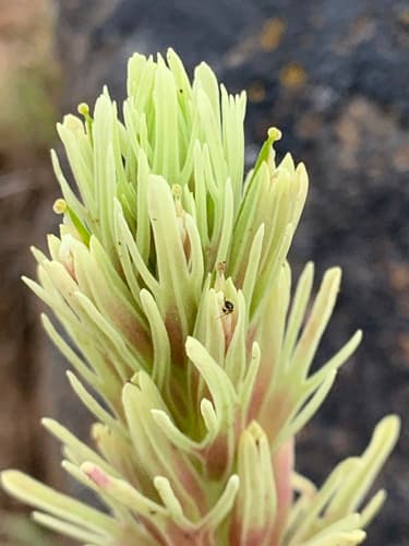 Thompson's Indian Paintbrush (Castilleja thompsonii)