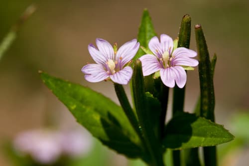 Hornemann's Willowherb (Epilobium hornemannii)