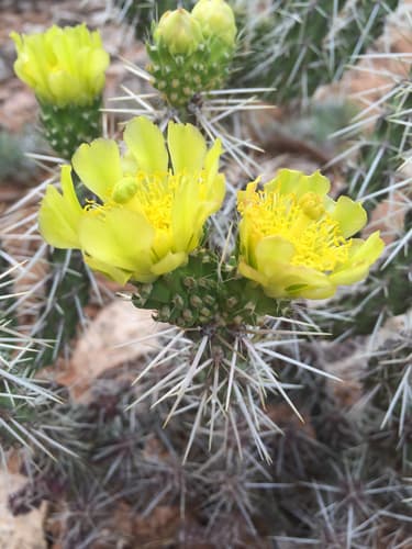 Whipple Cholla (Cylindropuntia whipplei)