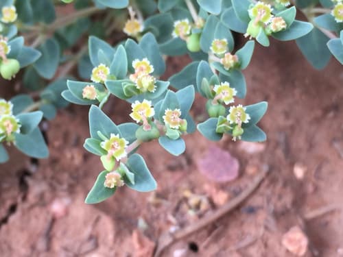 Fendler'S Euphorbia (Euphorbia fendleri)