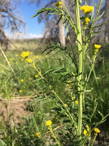 Gray Tansy Mustard (Descurainia incana)
