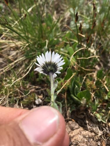 Blackhead Fleabane (Erigeron melanocephalus)