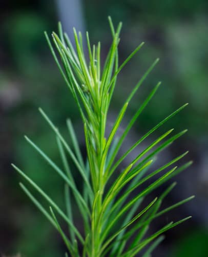 Horsetail Milkweed (Asclepias verticillata)