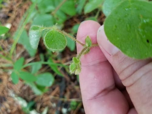 Dollarleaf (Desmodium rotundifolium)