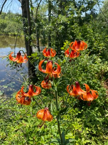 Michigan Lily (Lilium michiganense)