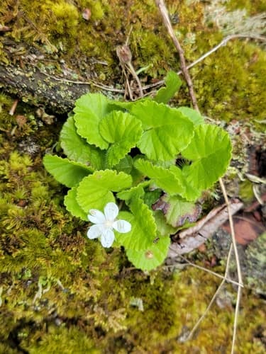 Robin Runaway (Rubus dalibarda)
