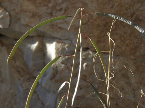 Perennial Rockcress (Arabis perennans)