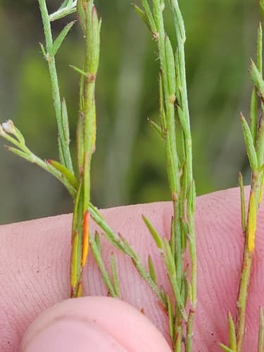Piedmont Pinweed (Lechea torreyi)