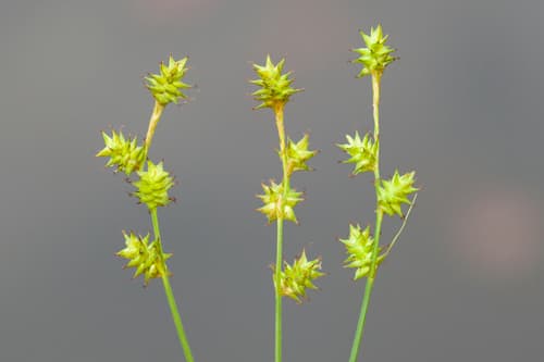 Inland Sedge (Carex interior)