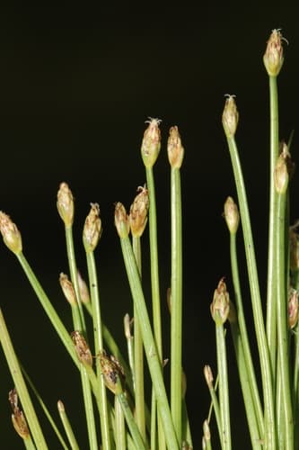 Yellow Spikerush (Eleocharis flavescens)
