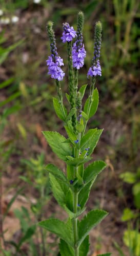 Hoary Vervain (Verbena stricta)