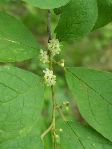 Black-alder (Ilex verticillata)