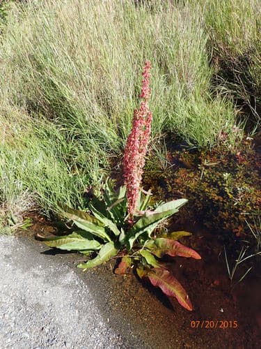 Western Dock (Rumex occidentalis)