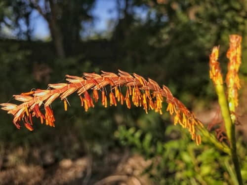 Eastern Gama Grass (Tripsacum dactyloides)
