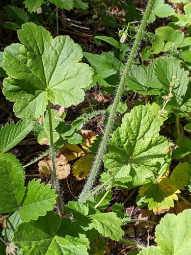 Meadow alumroot (Heuchera chlorantha)