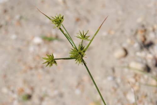 Gray'S Flat Sedge (Cyperus grayi)