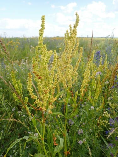 Mexican Dock (Rumex triangulivalvis)
