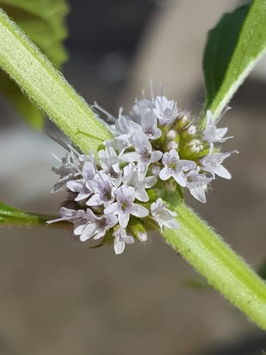 American Corn Mint (Mentha canadensis)