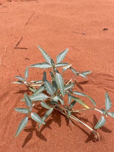 Desert Dicoria (Dicoria canescens)