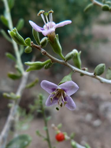 California box thorn (Lycium californicum)