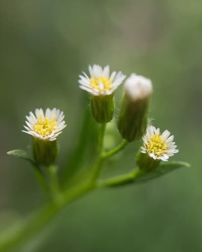Horseweed (Conyza canadensis)