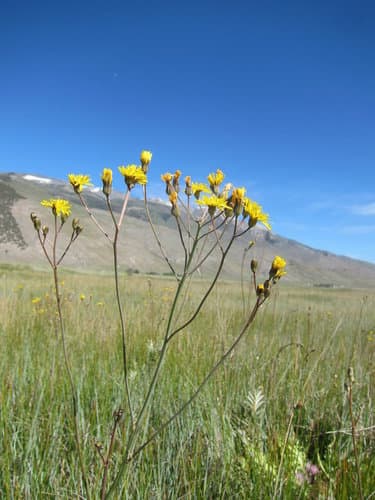 Dandelion Hawksbeard (Crepis runcinata)