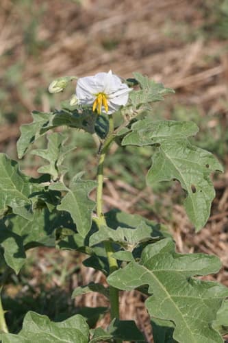 Western Horsenettle (Solanum dimidiatum)