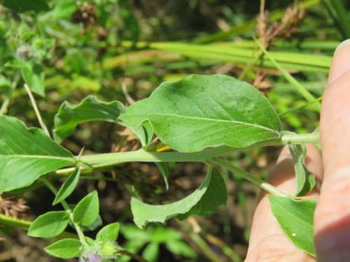 Blue Waterleaf (Hydrolea ovata)
