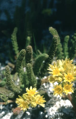 Gordon'S Ivesia (Ivesia gordonii)
