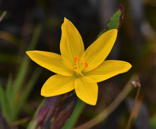 Golden Blue-eyed Grass (Sisyrinchium californicum)