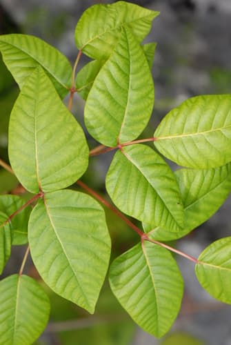 Poison-ivy (Toxicodendron radicans)