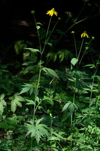 Tall Coneflower (Rudbeckia laciniata)