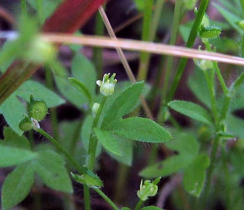 Delicate Buttercup (En) (Ranunculus hebecarpus)