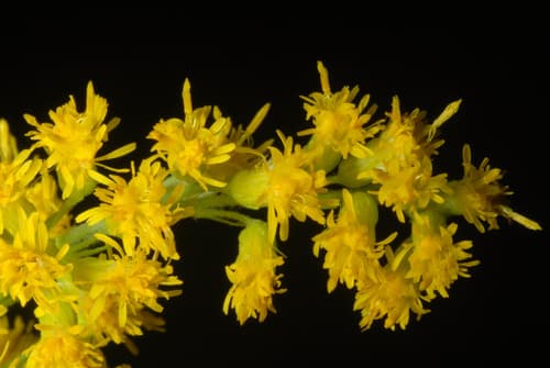 Canadian goldenrod (Solidago canadensis)