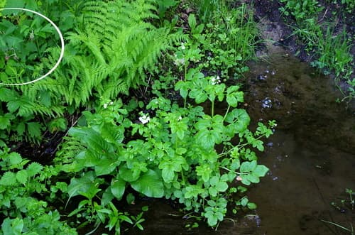 Water Avens (Geum rivale)