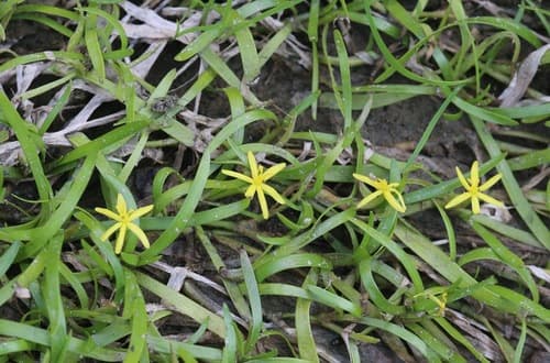 Water Star-grass (Heteranthera dubia)