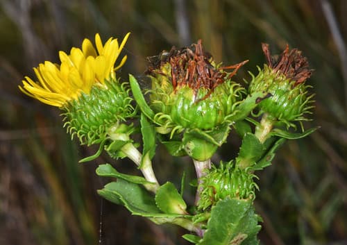 Oregon Gumweed (Grindelia stricta)
