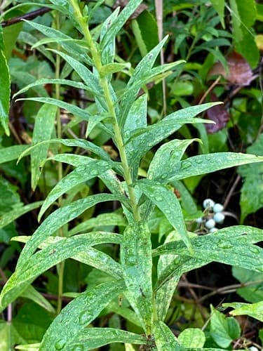 Late Goldenrod (Solidago altissima)