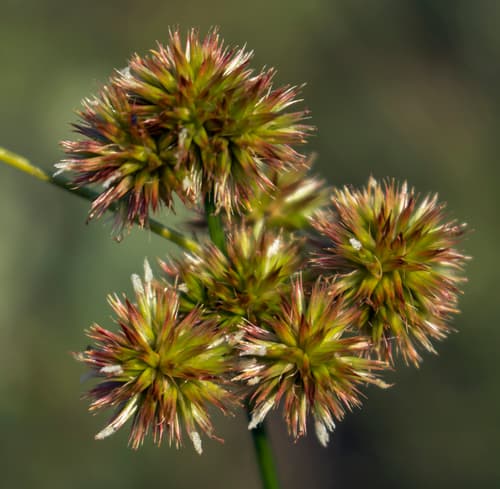 Torrey's Rush (Juncus torreyi)