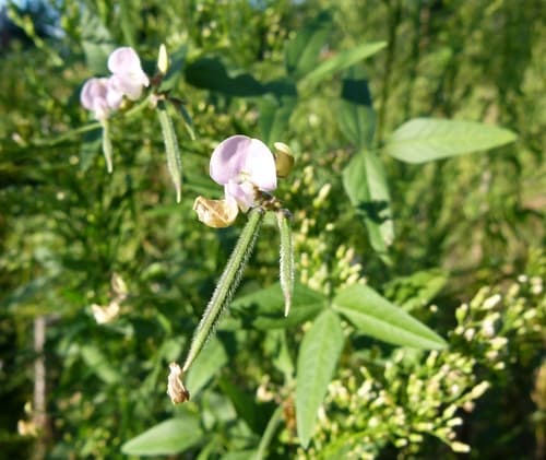 Slick-seed Fuzzy Bean (Strophostyles leiosperma)