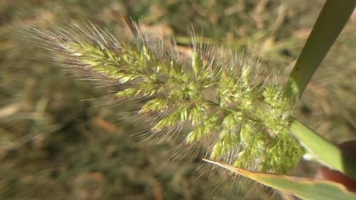 Ditch Rabbitsfoot Grass (Polypogon interruptus)