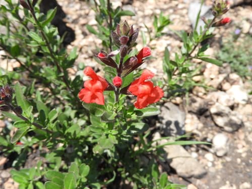 Autumn Sage (Salvia greggii)