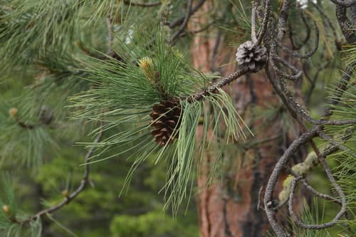 Ponderosa Pine (Pinus ponderosa)