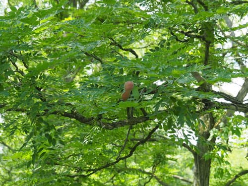 Kentucky Coffee-Tree (Gymnocladus dioicus)