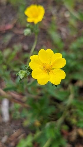 Graceful Cinquefoil (Potentilla gracilis)