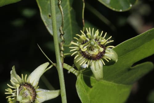  (Passiflora pallida)